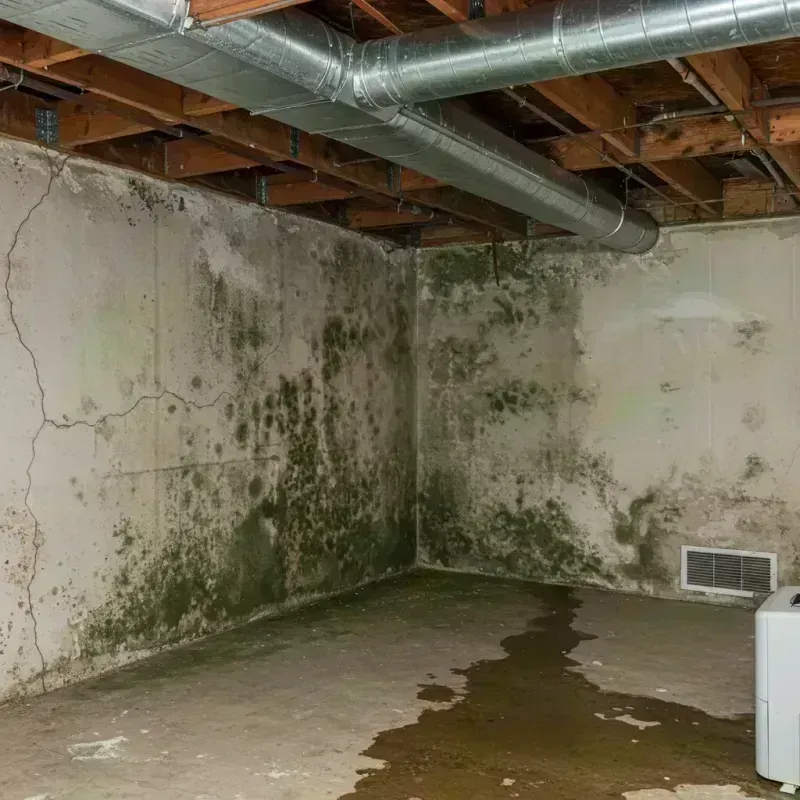 Professional Mold Removal in Randolph, NY